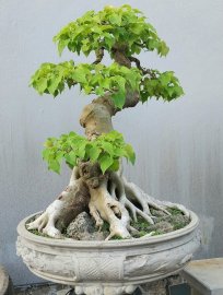 Bồ đề duyên, đế đẹp