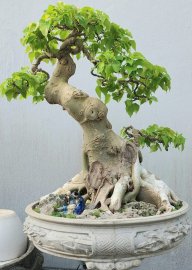 Bồ đề duyên, đế đẹp