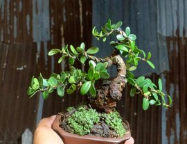 Củ hải châu mini