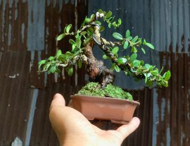 Củ hải châu mini
