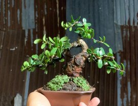 Củ hải châu mini