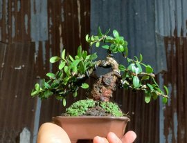 Củ hải châu mini