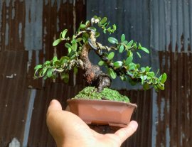 Củ hải châu mini