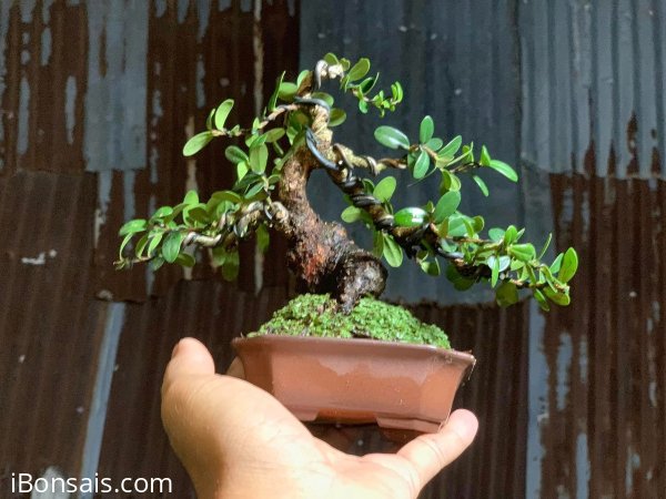 Củ hải châu mini