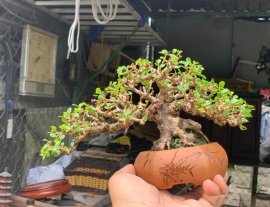 Sam núi trái full 10cm , hoành10cm, tàn25cm