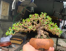Sam núi trái full 10cm , hoành10cm, tàn25cm