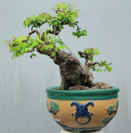 Khế gân nằm chậu lâu năm
