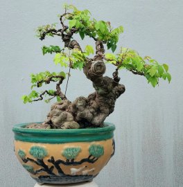 Khế gân nằm chậu lâu năm