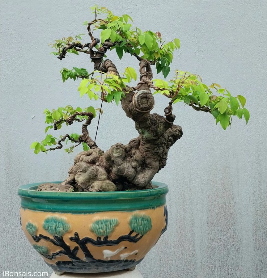 Khế gân nằm chậu lâu năm