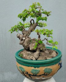Khế gân nằm chậu lâu năm