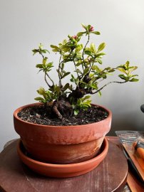 Bonsai collection: mature lotus ixora is blooming