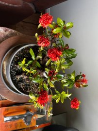 Bonsai collection: mature lotus ixora is blooming