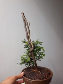 Em là Trinh Nữ hoa Vàng...