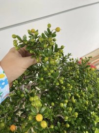Hải châu sông cầu rin trái kín cây giao lưu cả nhà