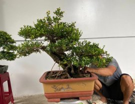 Hải châu sông cầu rin trái kín cây giao lưu cả nhà