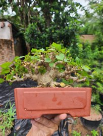 Bonsai dâm bụt