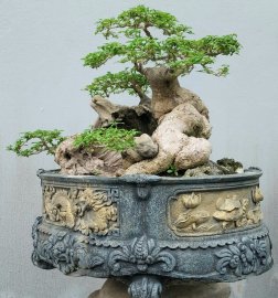 Găng tu hú (găng vàng)