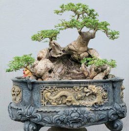Găng tu hú (găng vàng)