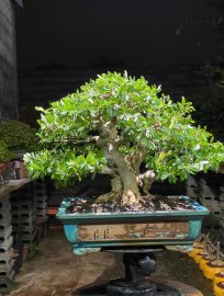Ngắm em linh về đêm