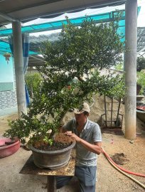 Hải châu lá nhỏ