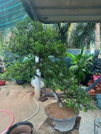 Hải châu lá nhỏ