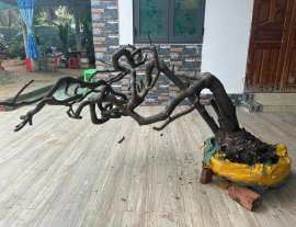 Thị lọ nồi