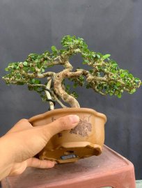 Sam trái khai thác chân dài giá mềm