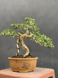 Sam trái khai thác chân dài giá mềm