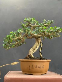 Sam trái khai thác chân dài giá mềm
