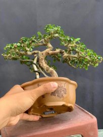 Sam trái khai thác chân dài giá mềm