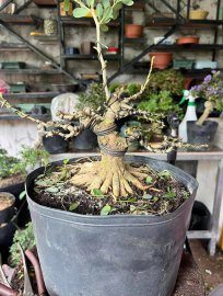 Linh Sam Trắng phớt Hồng giá mềm