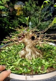 Vietnamese water jasmine, medium leave size