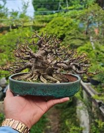 Mai chiếu thủy