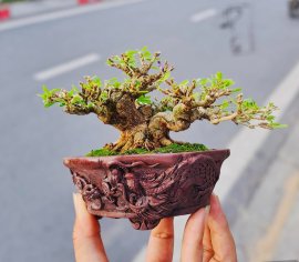 Linh sam 86 cao 5cm