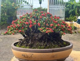 Lotus ixora full of flowers