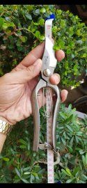 Kéo cắt cành thép trắng kháng rỉ size20 hiệu Kikuwa cao cấp