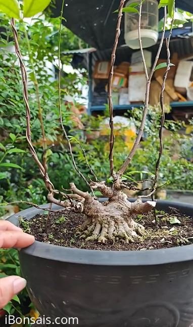 Thủy đen lùn chào ngày mới