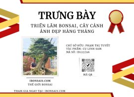 Spa cụ linh sam
