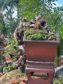 Siêu phôi cóc đổ