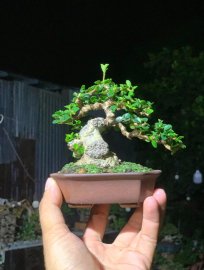 Sam trái siêu mini