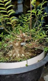 Vietnamese water jasmine in training