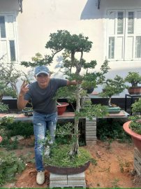 Linh sam rin ninh thuận