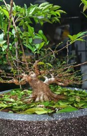 Mini Vietnamese water jasmine