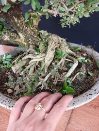 Linh sam hồng phấn rin đế đẹp
