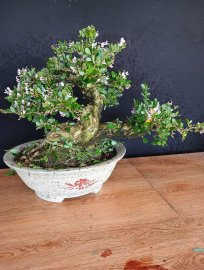 Linh sam hồng phấn rin đế đẹp