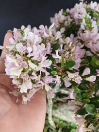 Linh sam hồng phấn rin đế đẹp