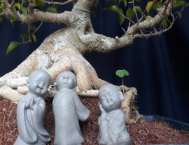 Em là Đề Trắng ( Lâm Vồ )...