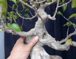 Em là Đề Trắng ( Lâm Vồ )...