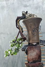 Linh sam hoa trắng lũa nghệ thuật