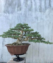Linh sam sông hinh zin, chi cành già